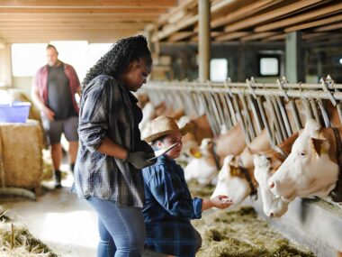 Dairy Farm Jobs in New Zealand for Foreign Workers